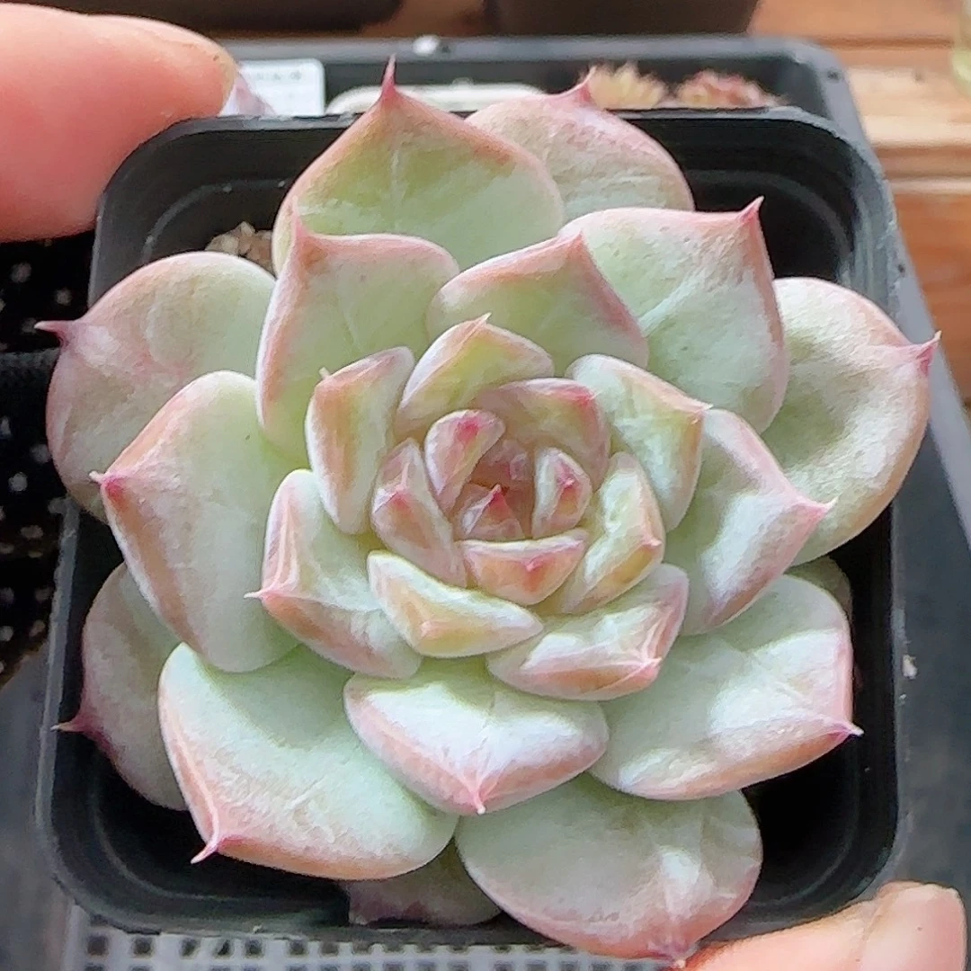 多肉0922--89糖心