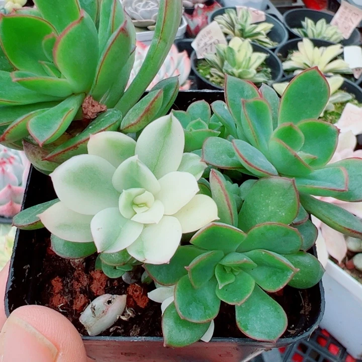 红花女王锦多肉植物1340