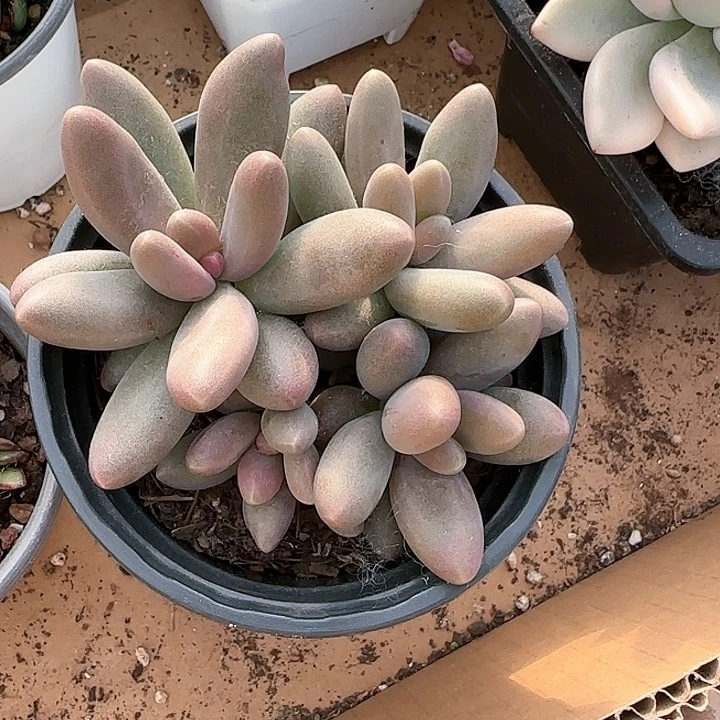 青蛙王子儿童牙膏111