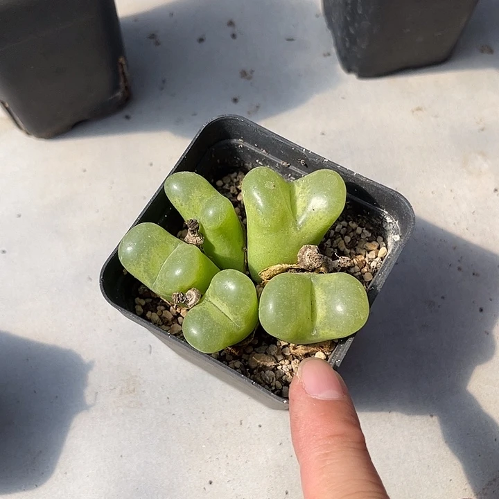 无花朵子播实生五头毛汉尼