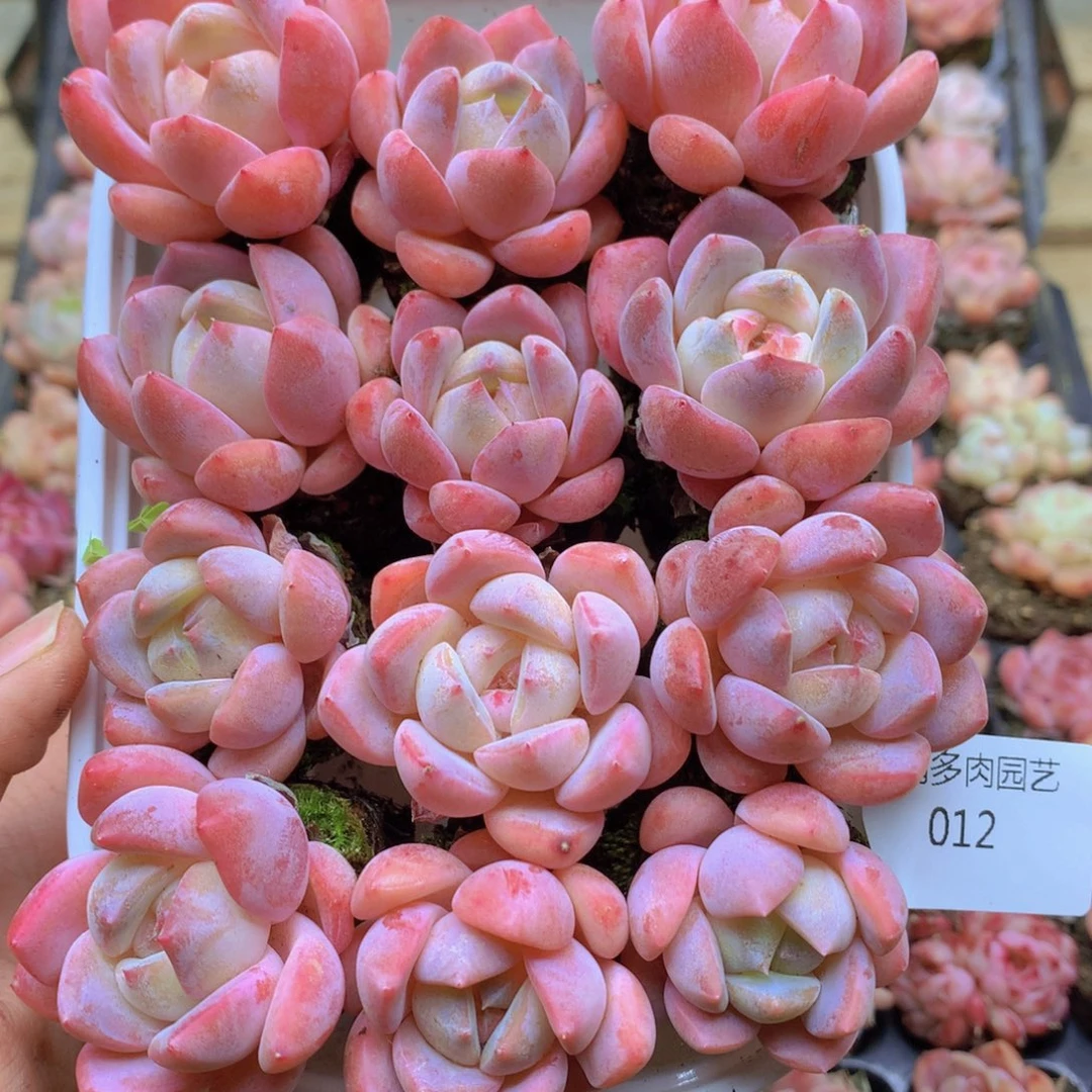 我要睡觉啦晚安啦 012