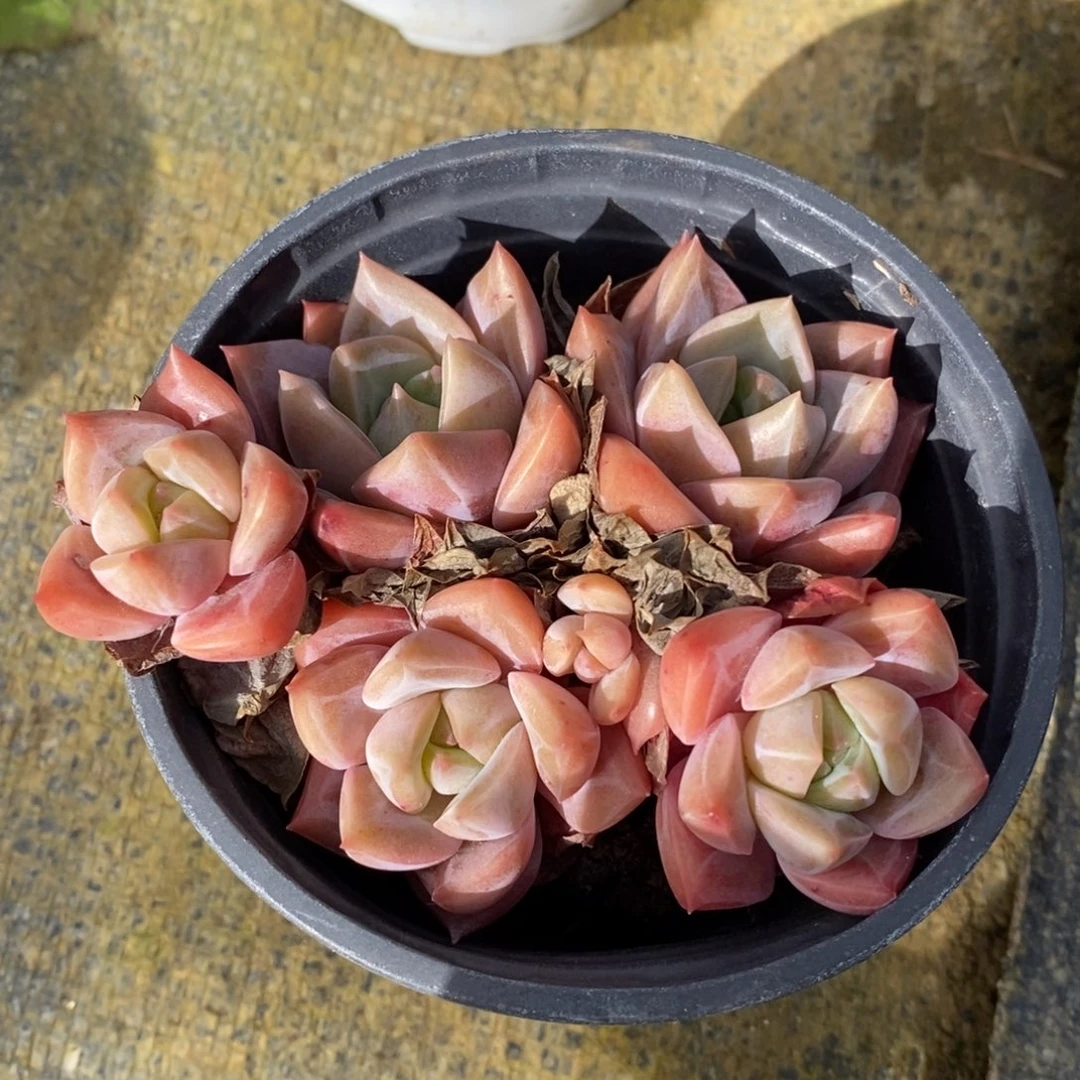 自助下单一物一拍多肉植物，下滑更多品种选择