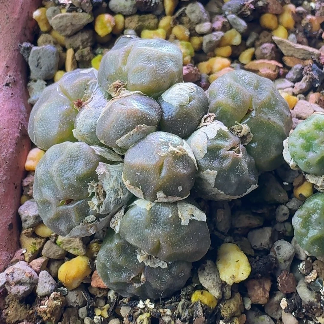 59号烧麦群一物一拍