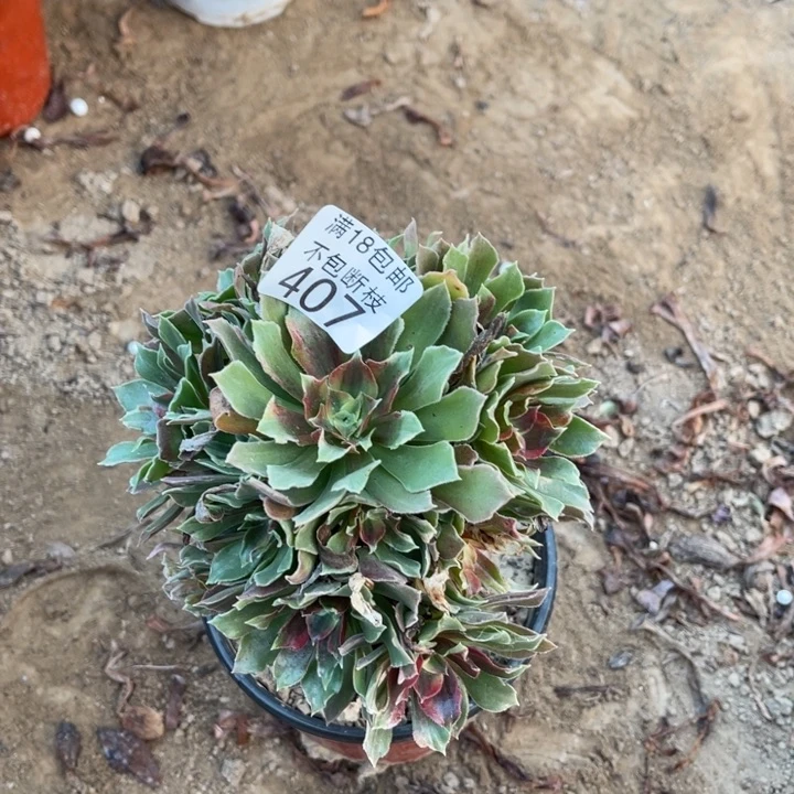 407光辉七彩小手捧1