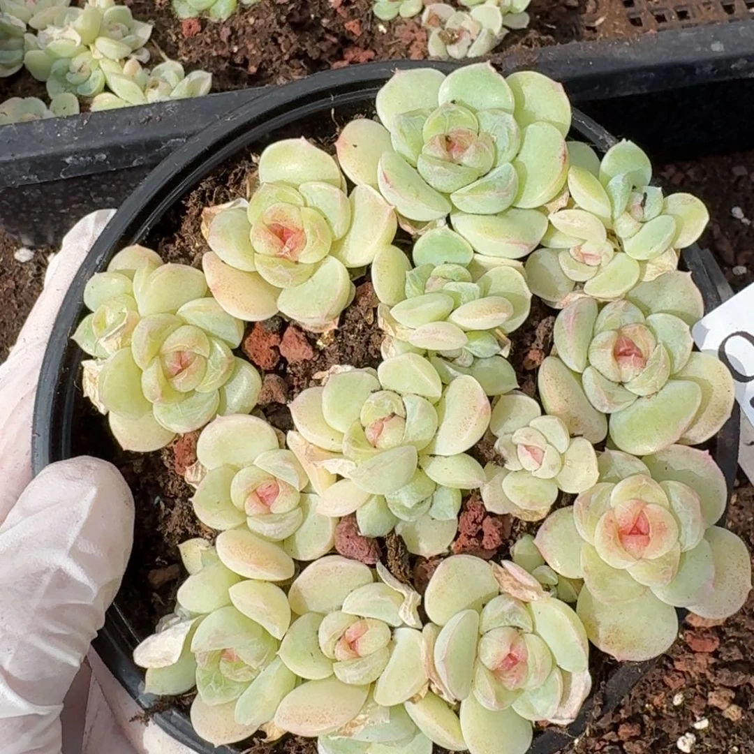 多肉植物多肉植物932