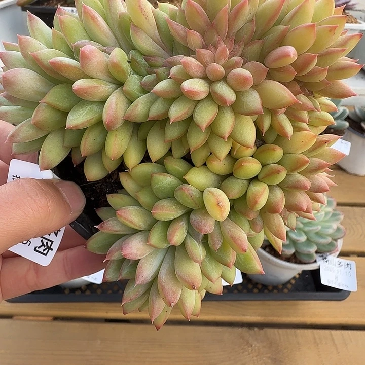 冰淇淋缀11115-16