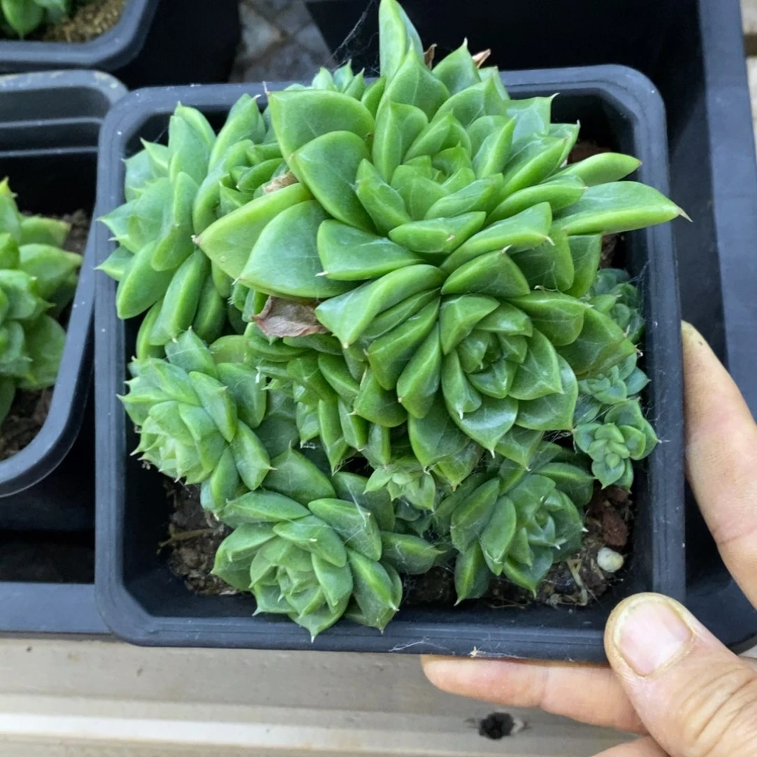 精品多肉一物一拍不包整260