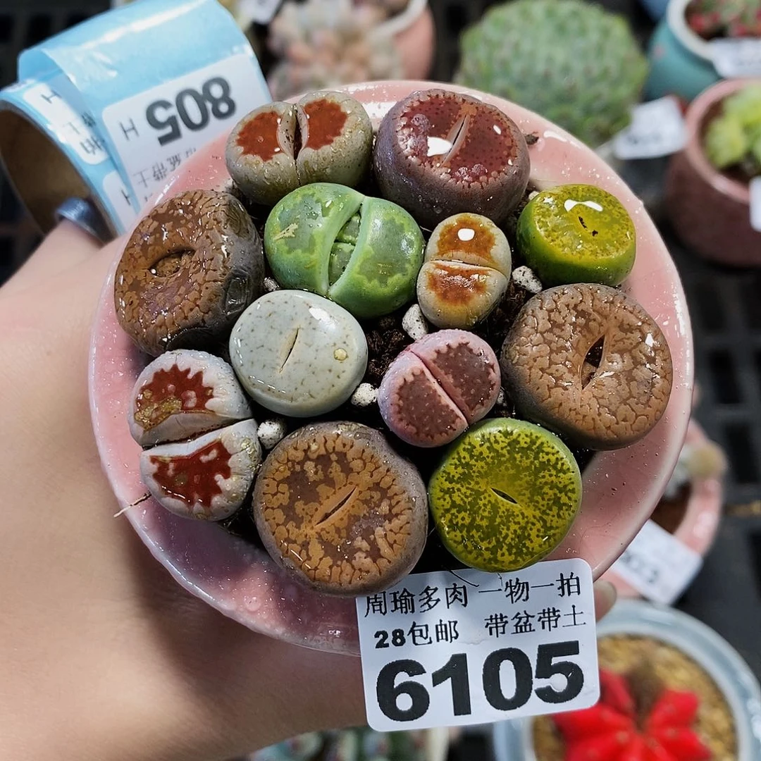 5厘米盆精控多肉6105