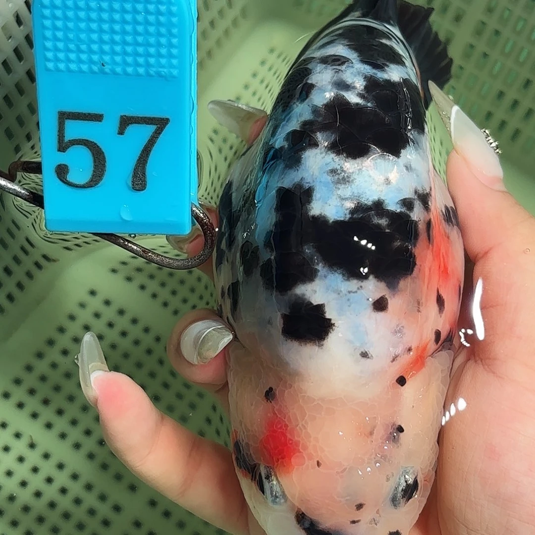 金鱼拍包装包邮，不拍包装运费到付