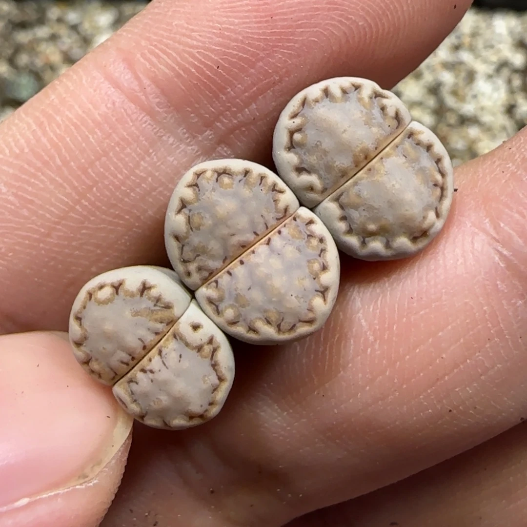 9.27。  217饼干x3。 2044