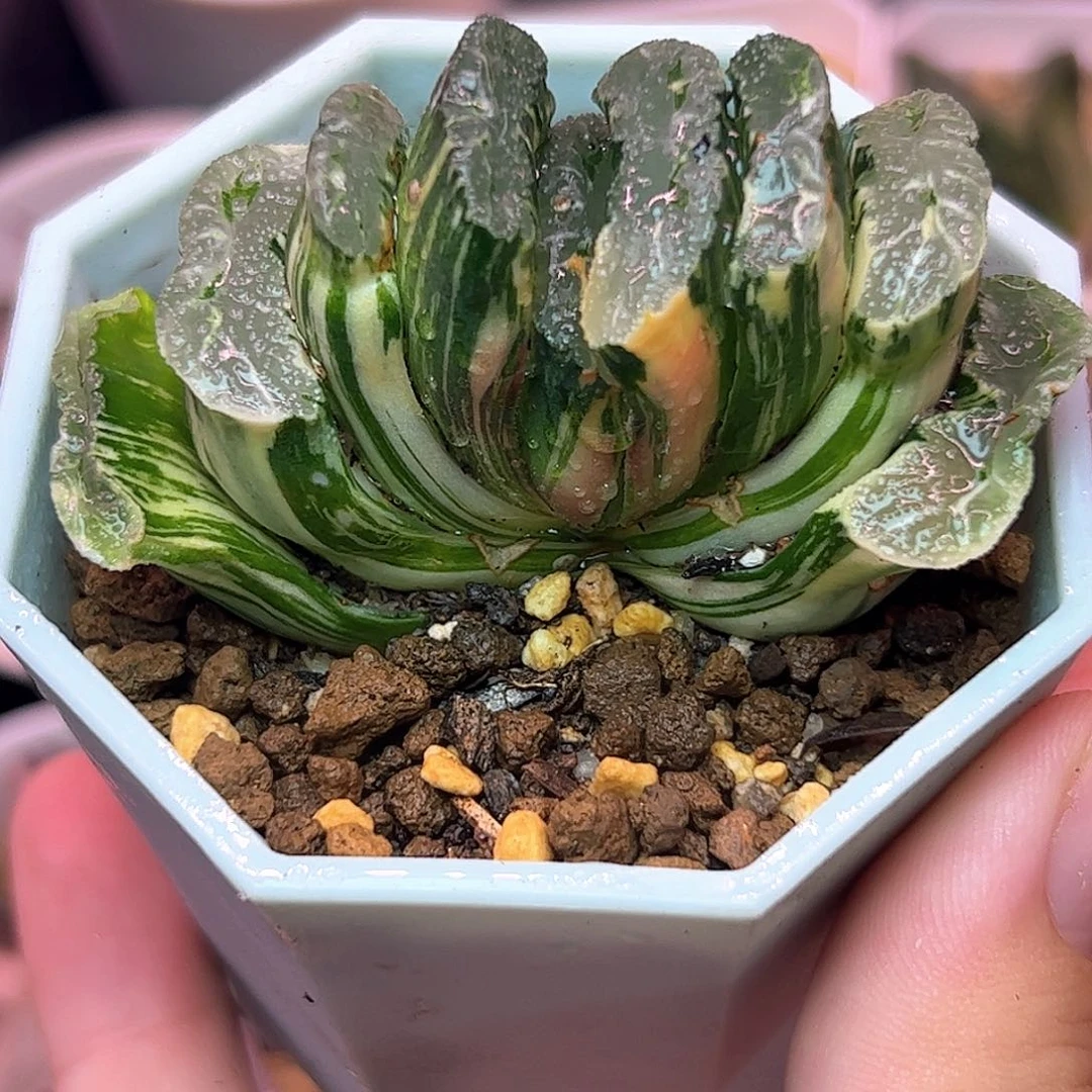 绿岛锦十二卷多肉植物