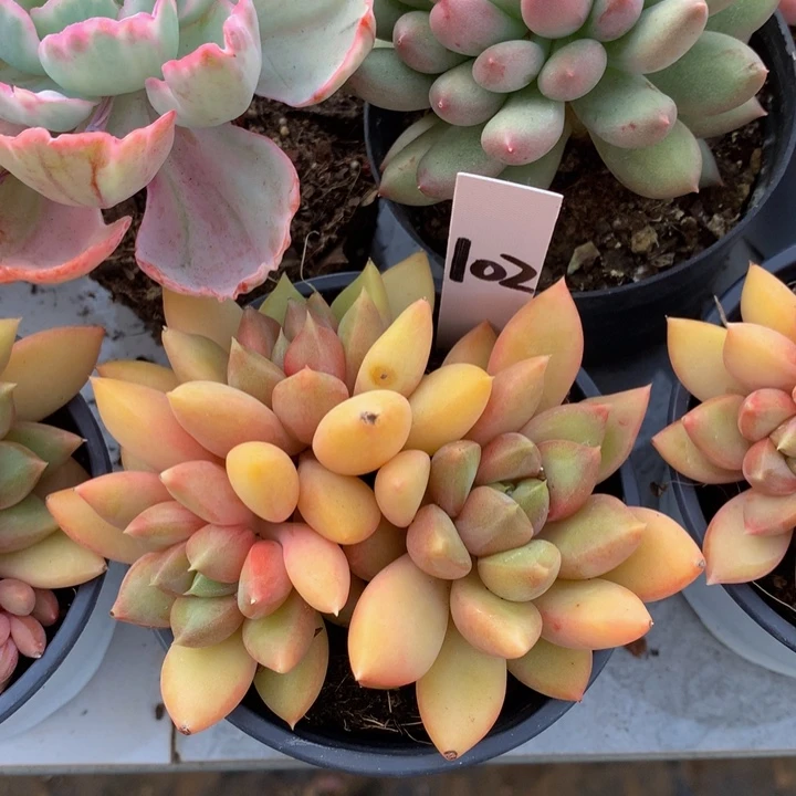 多替自己误727728282