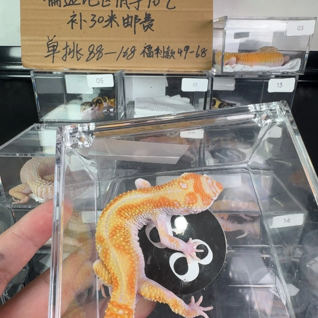 豹纹守宫白黄蜡笔暴龙弟弟