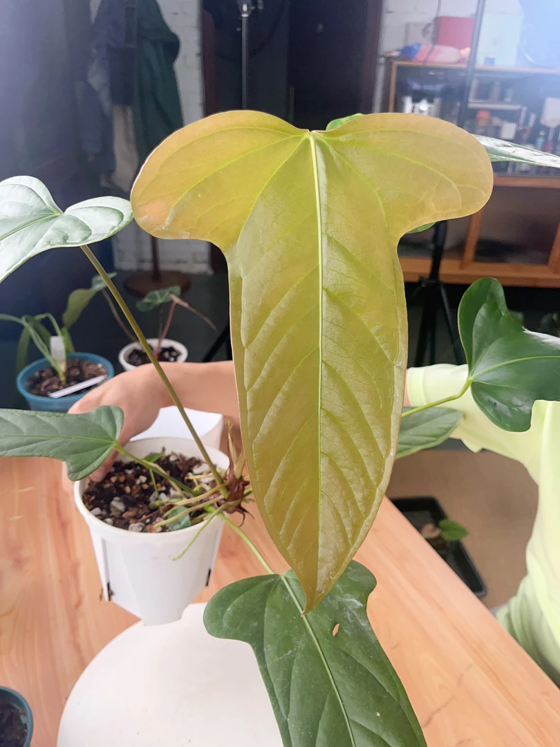 【平克力 sp 】天南星科 热带植物