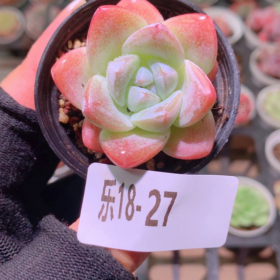 乐然18-27 冰玉单头