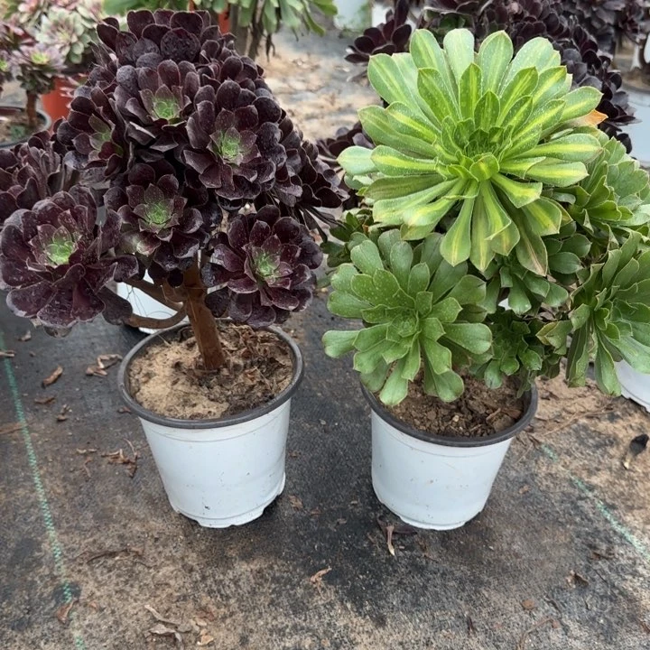 欧紫➕碧螺春包邮。