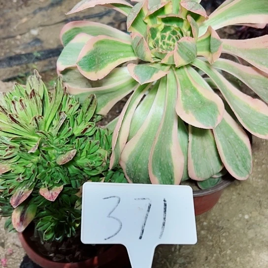 多肉植物组合2个