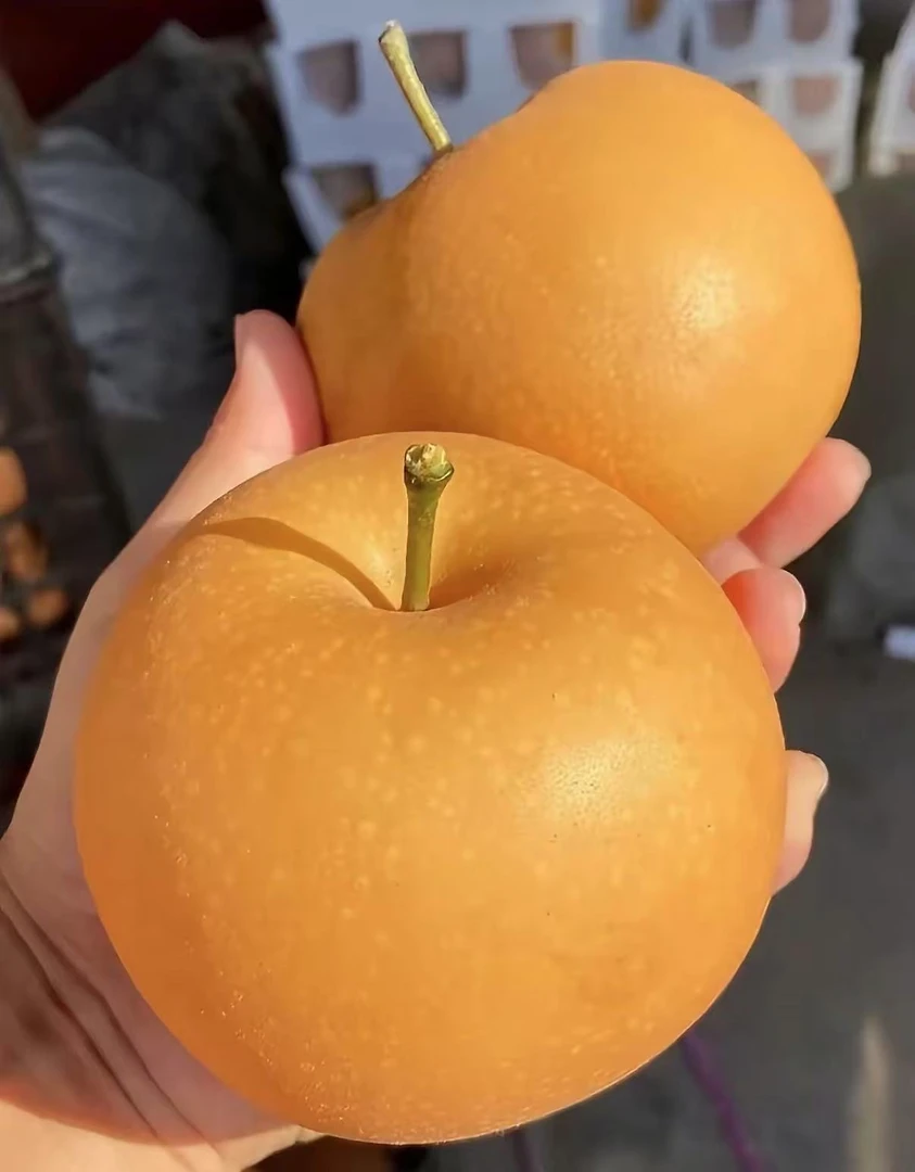 正宗砀山秋月梨新鲜多汁肉厚爽口清脆甜多汁高颜值秋月