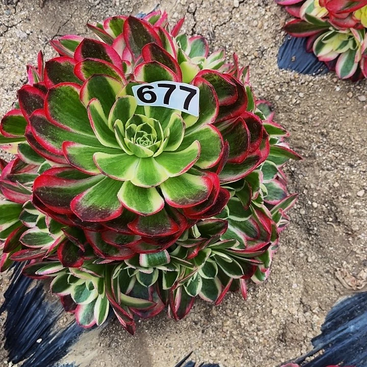 677红楼梦多肉植物处理不售后