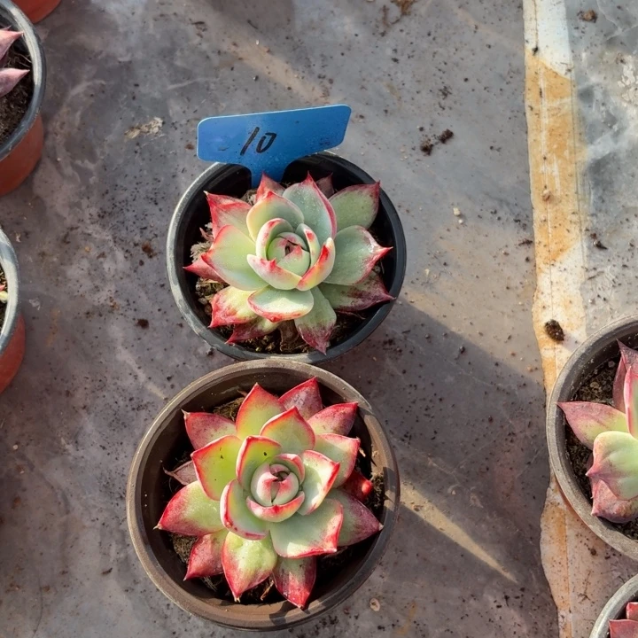 10的话电话的黄金时间