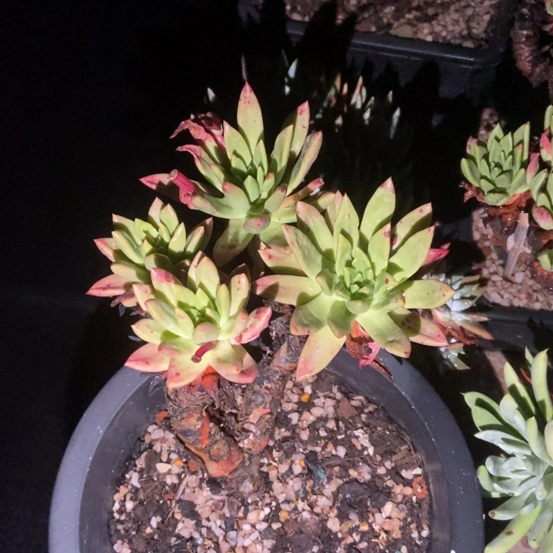法诺多肉植物啦啦啦