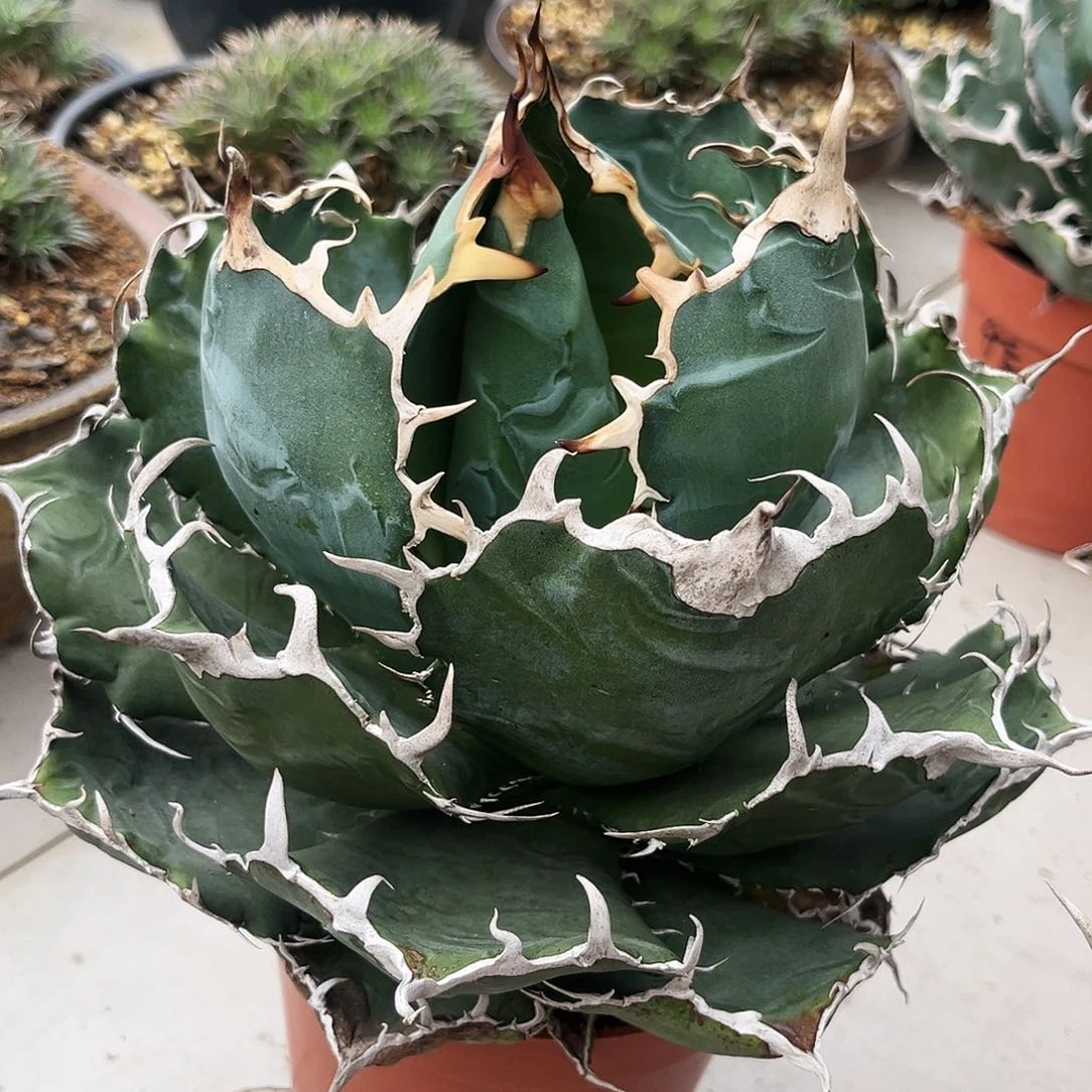 张**儿龙舌兰正版白鲸