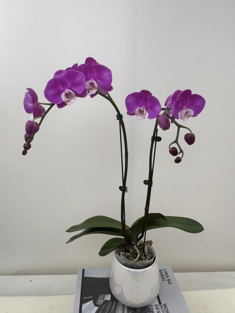 蝴蝶兰【青花瓷双】鲜花盆栽室内观赏花花佛山基地直发好养易活
