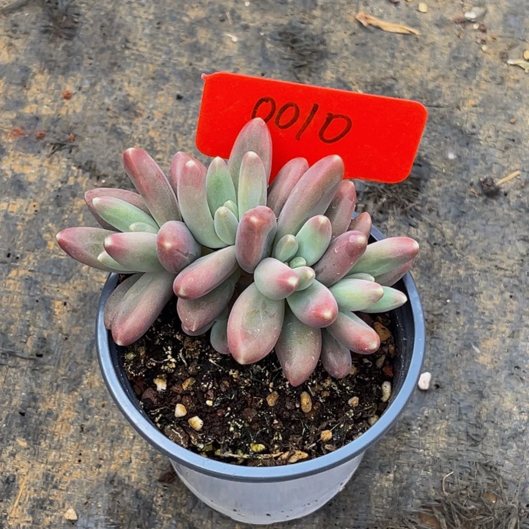 弘****肉0010号上午多肉植物群生多肉植物