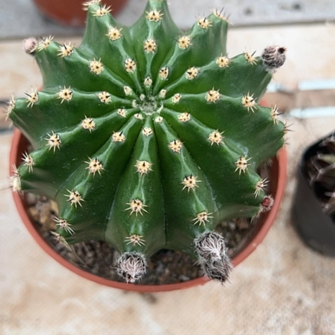 【闪购商品】花花花花