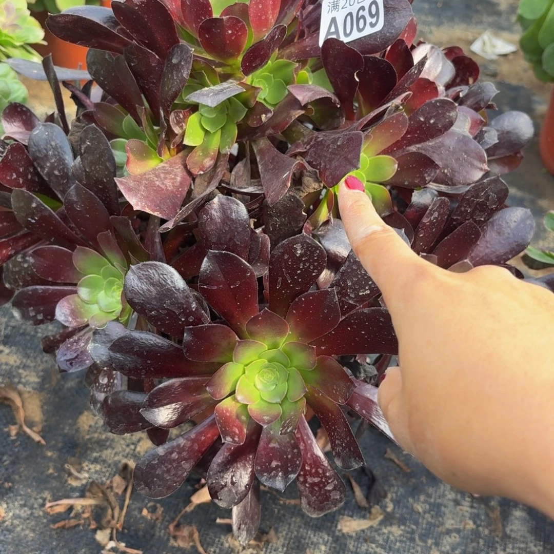 69多肉植物捧花的时候