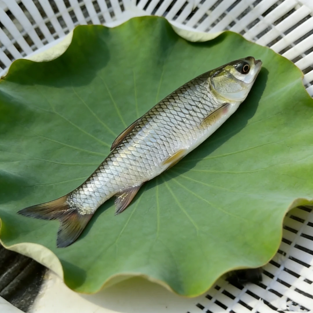 3 - 30cm活体草鱼淡水冷水观赏鱼耐活易养殖适合水族缸