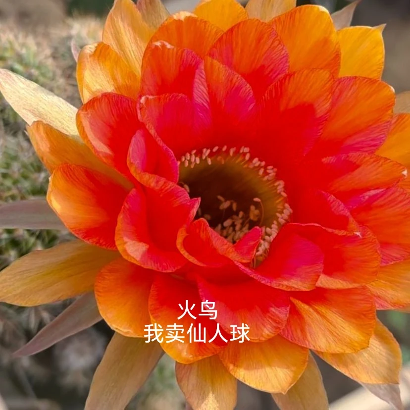 彩草火鸟侧芽歪  满28包邮非偏远