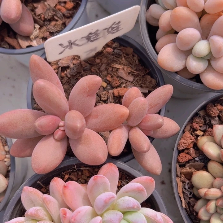 健健康康平平安安