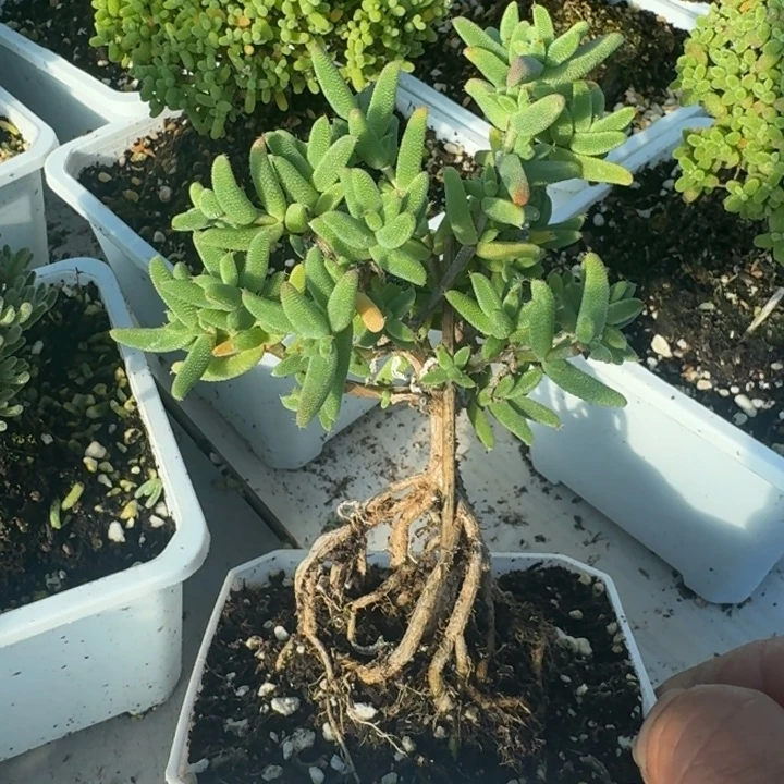 提根玉米带盆带土发