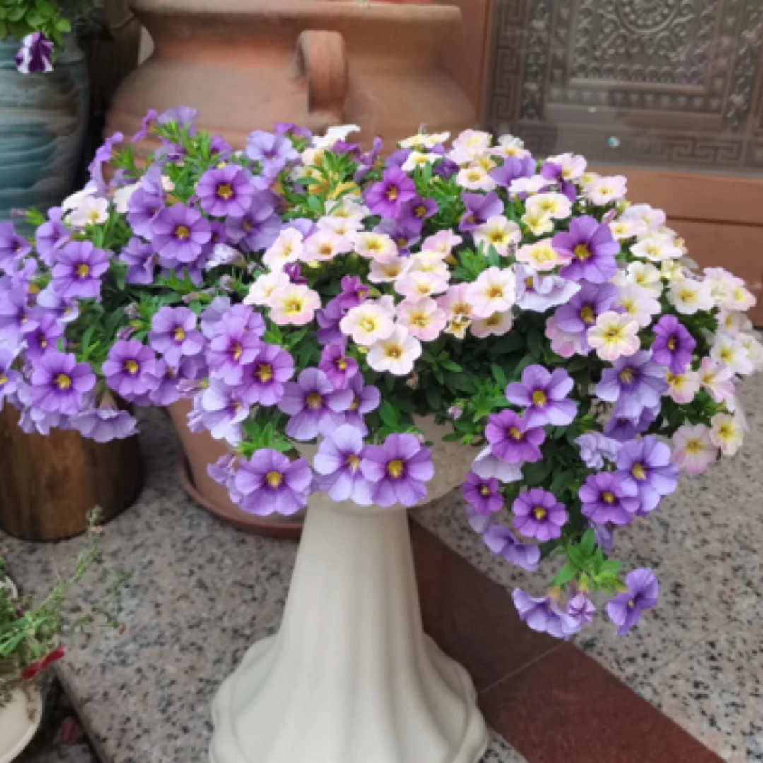 中盆【百万小铃/舞春花】春天的使者！四季开花好看好养