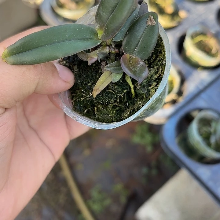 完全开放舒罗一颗