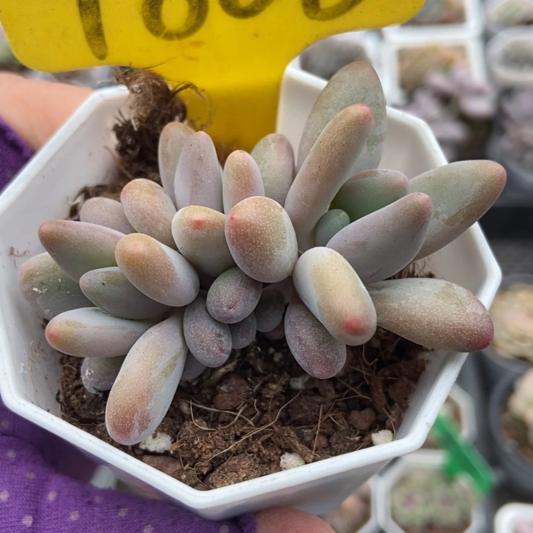 1868白兰地多肉植物多肉