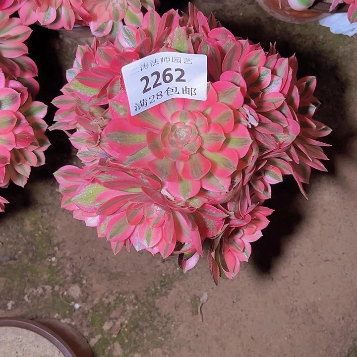 2262粉女巫多肉植物老桩