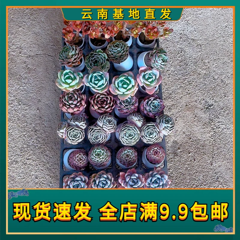 【无土多肉拼盘】【满9.9包邮】二哥多肉阳台露台办公植物栽种养护