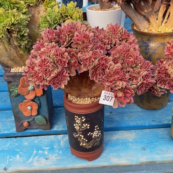 307号粉女巫缀花