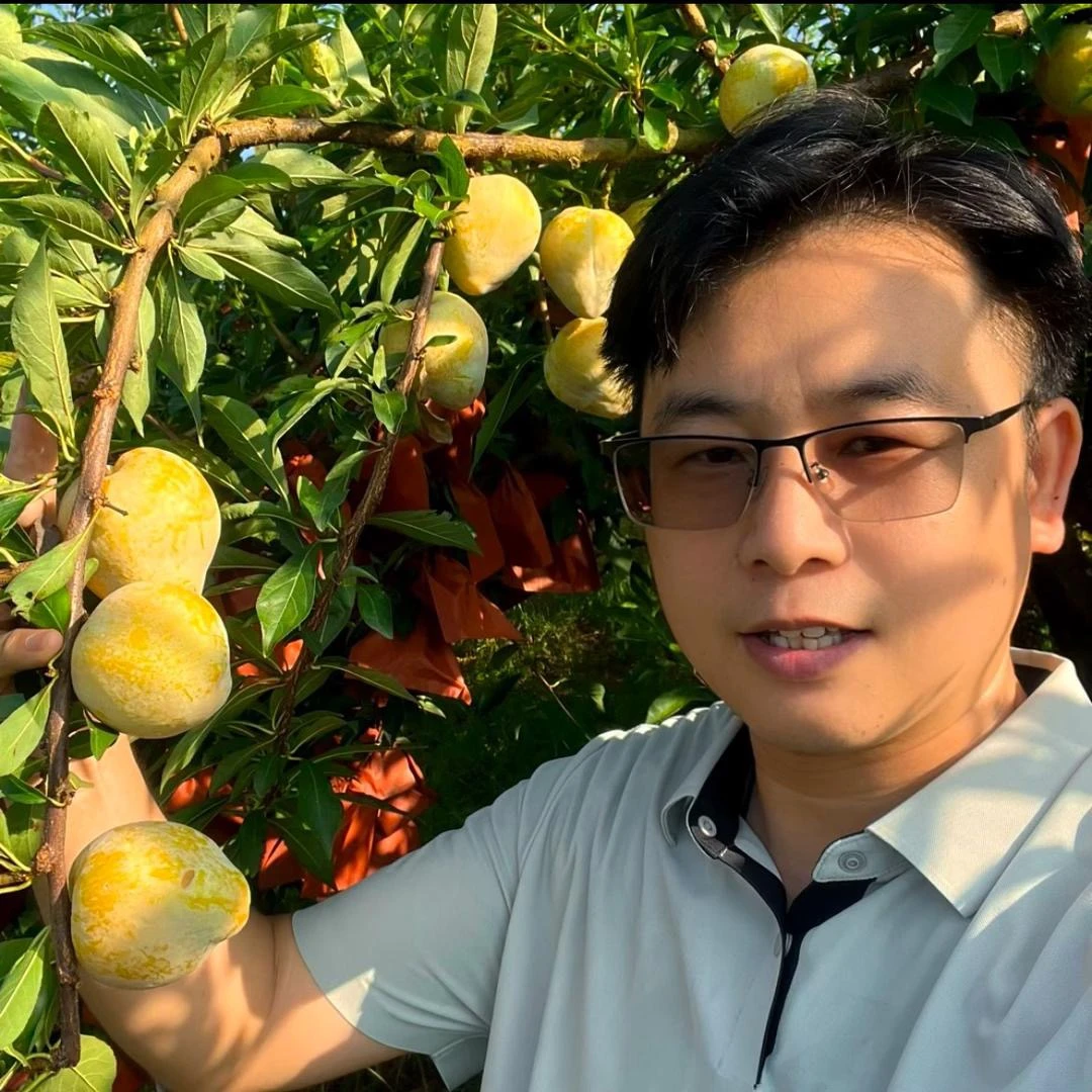 麻阳高山黄金奈李新鲜水果脆甜可口果园直发