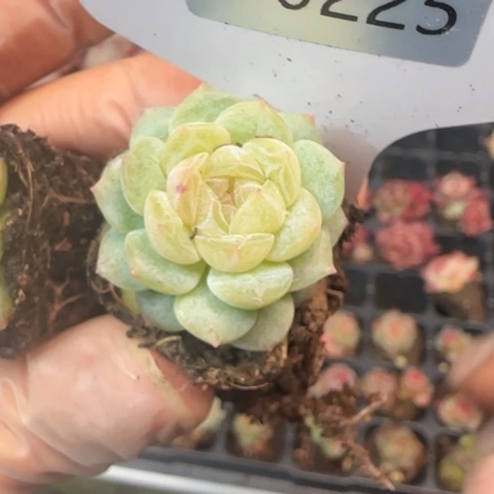 225号  优选珍妮