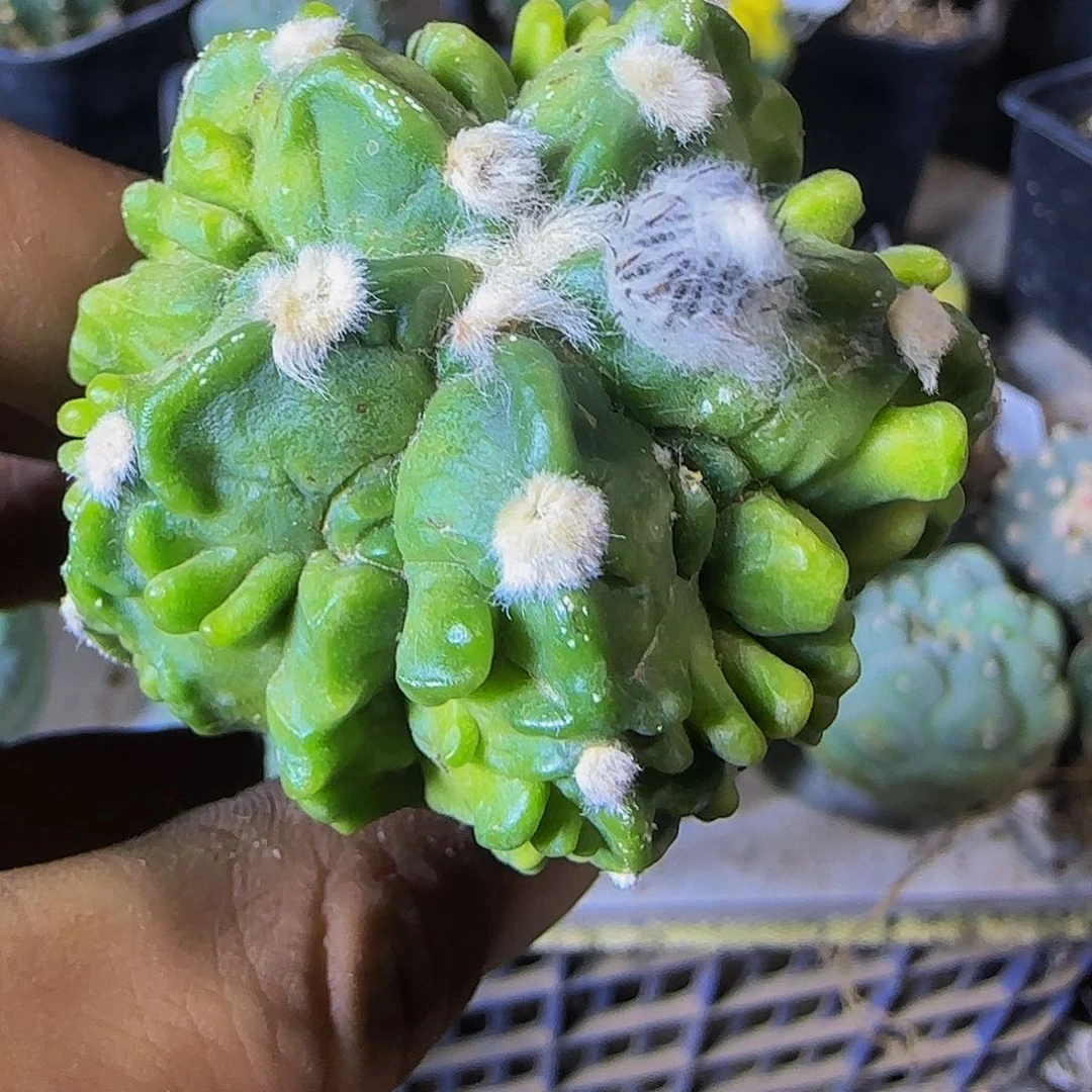 核桃976仙人球开花了