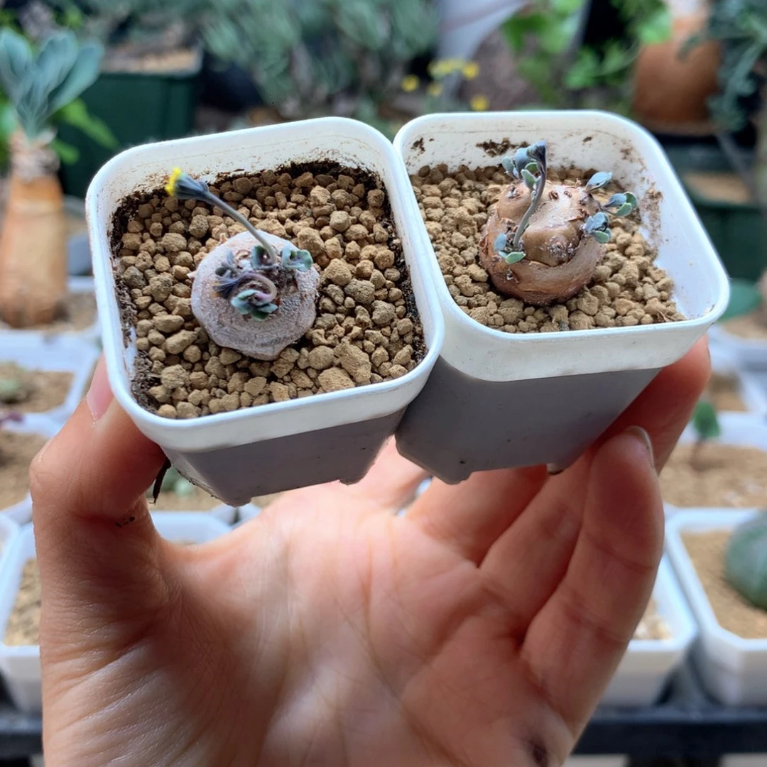 小格加厚敦菊带盆2颗