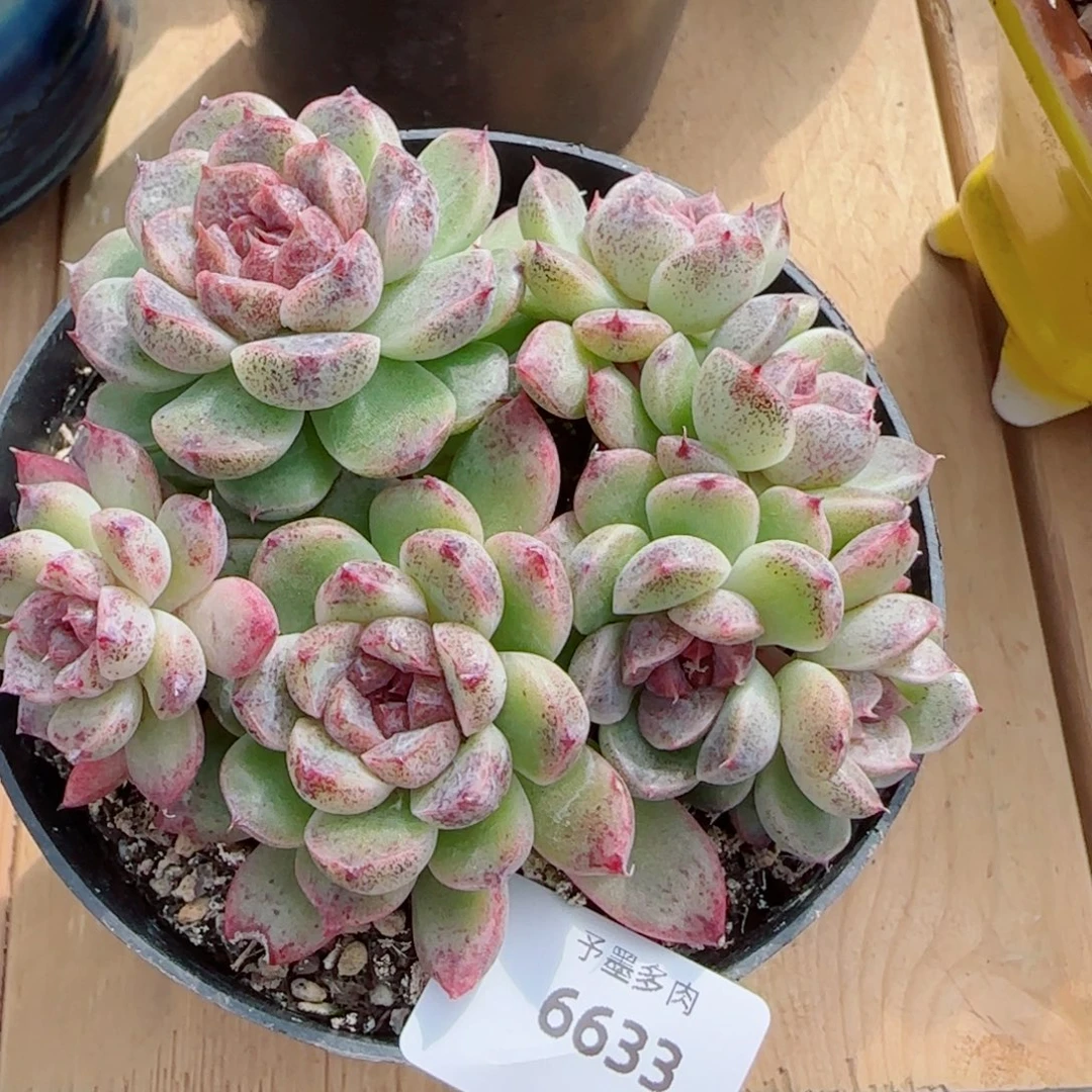 长杆赤水晶，6633多肉植物