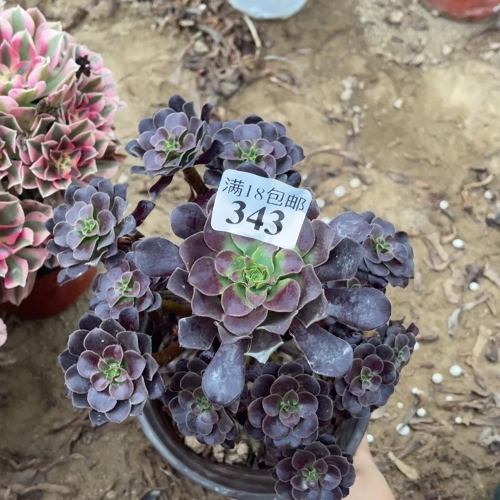 343欧紫手捧1号棚