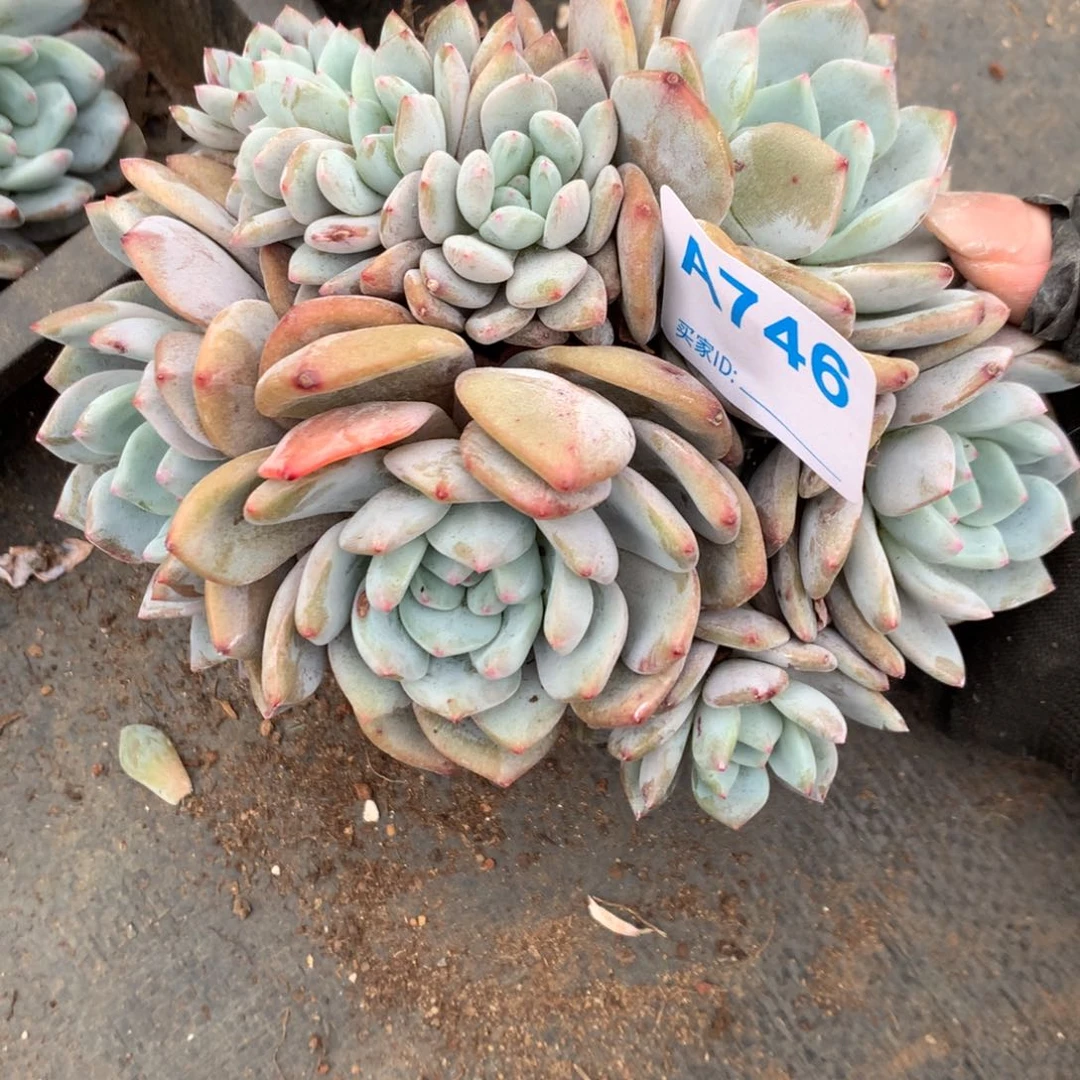 ?**壕A746售后范围：签收起7天内，录开箱视频