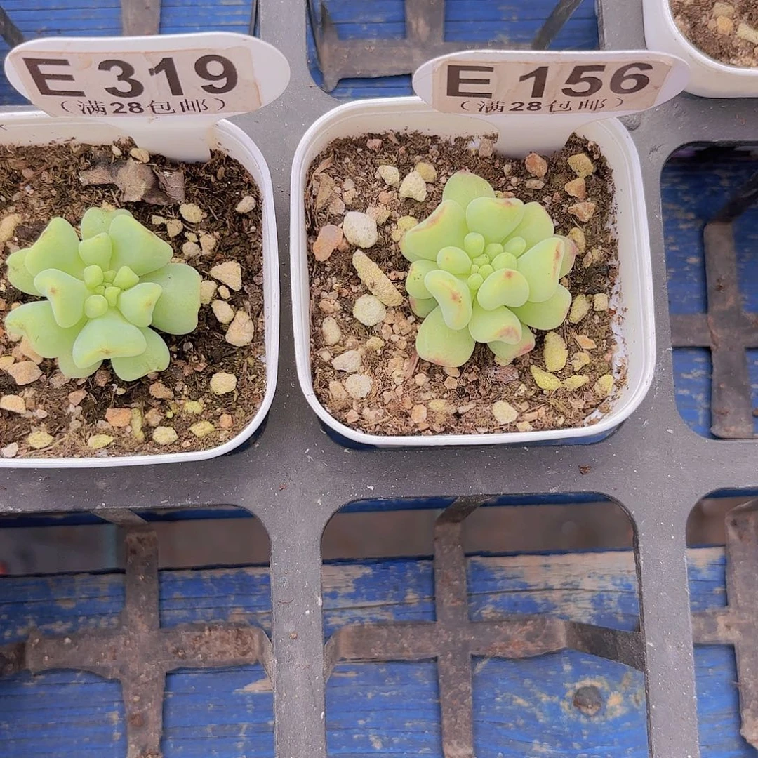 姬***_E156青提一物一拍