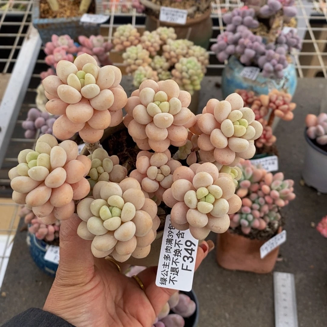 洛可可349/10c m