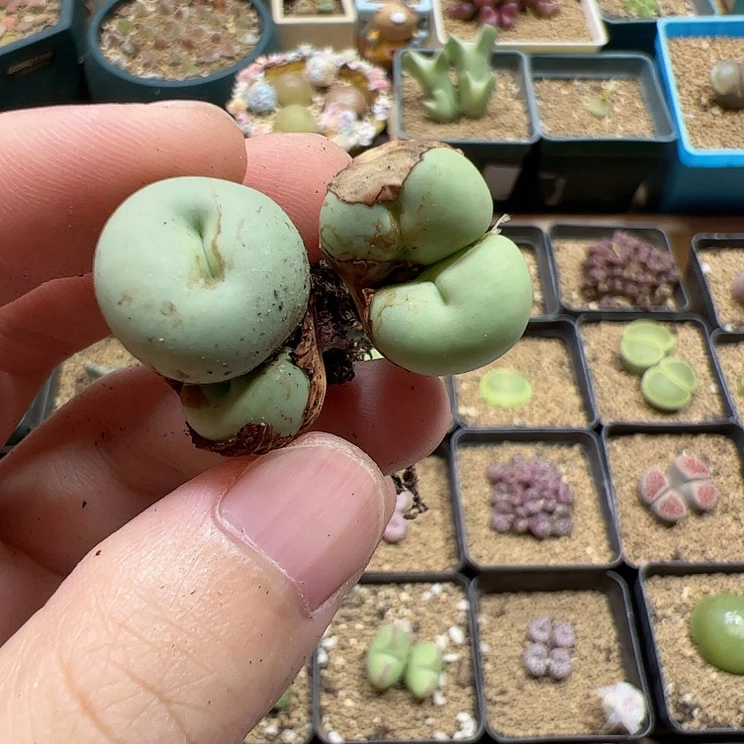 【闪购商品】7 开播福利